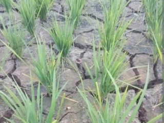 Sawah Warga di Karawang Krisis Air, 200 Hektare Terancam Gagal Panen. (AlexaPodcast.ID)