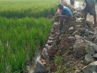 Turap Rp188 Juta di Pakisjaya Dituding Asal-asalan, Pondasi Diduga Dangkal. (AlexaPodcast.ID)