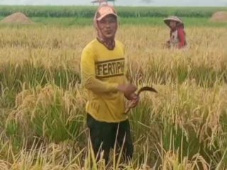 Metode SPI Dongkrak Produksi, Petani Kini Lebih Mandiri. (AlexaPodcast.ID)