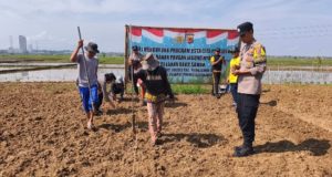 Polres Karawang Galakkan Program Ketahanan Pangan Lewat Penanaman Jagung Jajaran Polres Karawang Tanam Jagung di Lahan 2 Hektar. (AlexaPodcast.ID)