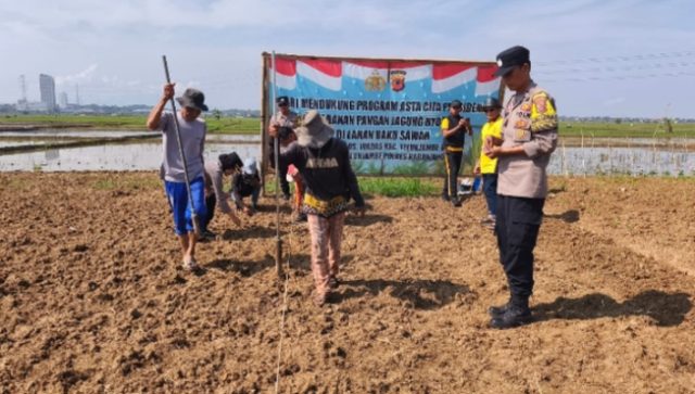 Jajaran Polres Karawang Tanam Jagung di Lahan 2 Hektar. (AlexaPodcast.ID)