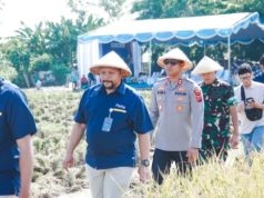 Sinergi Polri dan Bulog, Kapolres Karawang Turut Panen Padi di Jatisari Kapolres Karawang Bersama Bulog dan TNI Panen Padi Inpari 32 di Lahan 5,5 Hektar. (AlexaPodcast.ID)