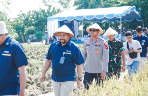 Sinergi Polri dan Bulog, Kapolres Karawang Turut Panen Padi di Jatisari Kapolres Karawang Bersama Bulog dan TNI Panen Padi Inpari 32 di Lahan 5,5 Hektar. (AlexaPodcast.ID)