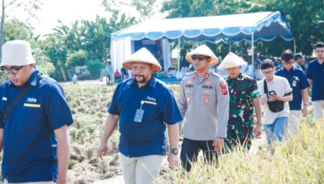 Kapolres Karawang Bersama Bulog dan TNI Panen Padi Inpari 32 di Lahan 5,5 Hektar. (AlexaPodcast.ID) Kapolres Karawang Bersama Bulog dan TNI Panen Padi Inpari 32 di Lahan 5,5 Hektar. (AlexaPodcast.ID)
