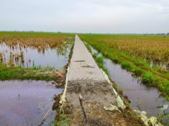 Lemahnya Pengawasan Dinas Pertanian Karawang, Proyek JUT Diduga Tak Selesai Tepat Waktu Proyek JUT Puspasari. (AlexaPodcast.ID)