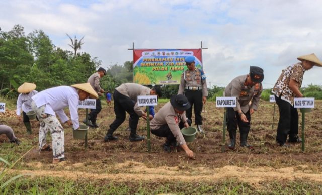 Polresta Cirebon Bersama Petani Tanam Jagung Serentak Perkuat Ketahanan Pangan. (AlexaPodcast.ID)