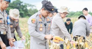 Panen Raya 28 Ton Jagung, Polres Karawang Dukung Ketahanan Pangan Kapolres Fiki N. Ardiansyah Pimpin Panen Raya Jagung 11 Hektare. (AlexaPodcast.ID)