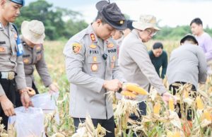 Panen Raya 28 Ton Jagung, Polres Karawang Dukung Ketahanan Pangan Kapolres Fiki N. Ardiansyah Pimpin Panen Raya Jagung 11 Hektare. (AlexaPodcast.ID)