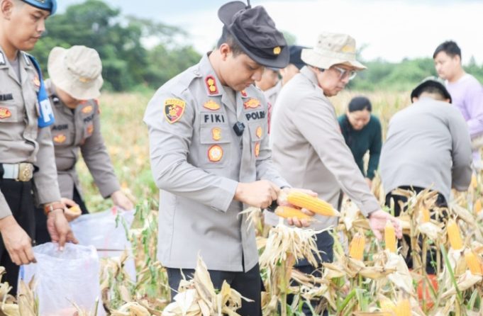 Panen Raya 28 Ton Jagung, Polres Karawang Dukung Ketahanan Pangan Kapolres Fiki N. Ardiansyah Pimpin Panen Raya Jagung 11 Hektare. (AlexaPodcast.ID)