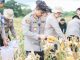 Panen Raya 28 Ton Jagung, Polres Karawang Dukung Ketahanan Pangan Kapolres Fiki N. Ardiansyah Pimpin Panen Raya Jagung 11 Hektare. (AlexaPodcast.ID)