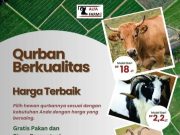 Sapi Qurban Mulai Rp18 Jutaan di CV ALFA FARM, Murah & Berkualitas!