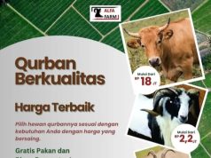 Sapi Qurban Mulai Rp18 Jutaan di CV ALFA FARM, Murah & Berkualitas!