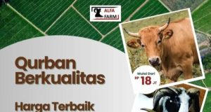 Sapi Qurban Mulai Rp18 Jutaan di CV ALFA FARM, Murah & Berkualitas!