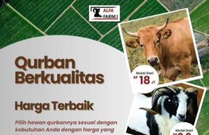 Sapi Qurban Mulai Rp18 Jutaan di CV ALFA FARM, Murah & Berkualitas!