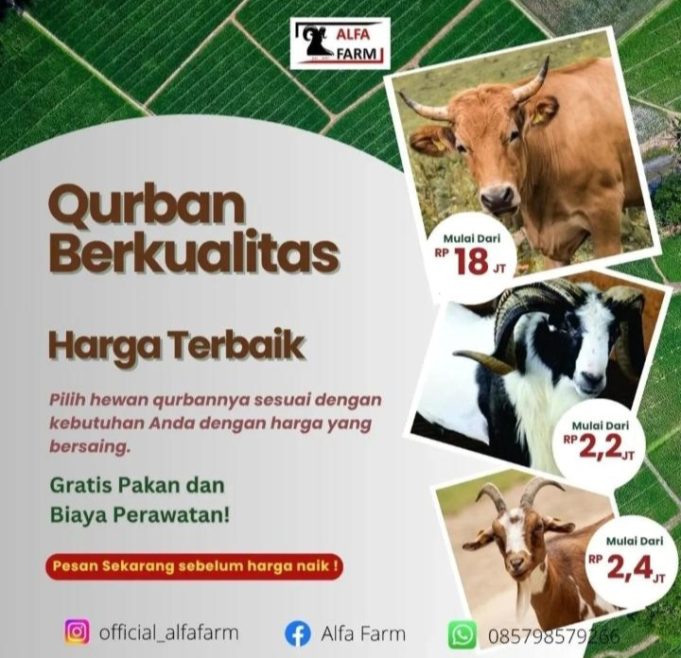 Sapi Qurban Mulai Rp18 Jutaan di CV ALFA FARM, Murah & Berkualitas!