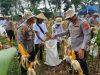 Dukung Ketahanan Pangan Nasional, Polres Karawang Panen Raya Jagung Serentak Kapolres Karawang, Panen Raya Jagung di Pangkalan. (AlexaPodcast.ID)