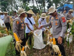 Dukung Ketahanan Pangan Nasional, Polres Karawang Panen Raya Jagung Serentak Kapolres Karawang, Panen Raya Jagung di Pangkalan. (AlexaPodcast.ID)