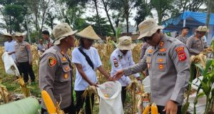 Dukung Ketahanan Pangan Nasional, Polres Karawang Panen Raya Jagung Serentak Kapolres Karawang, Panen Raya Jagung di Pangkalan. (AlexaPodcast.ID)
