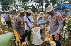Dukung Ketahanan Pangan Nasional, Polres Karawang Panen Raya Jagung Serentak Kapolres Karawang, Panen Raya Jagung di Pangkalan. (AlexaPodcast.ID)