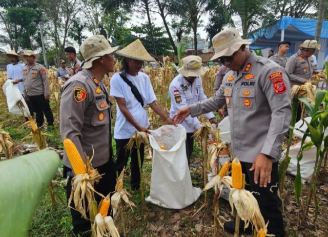 Kapolres Karawang, Panen Raya Jagung di Pangkalan. (AlexaPodcast.ID)