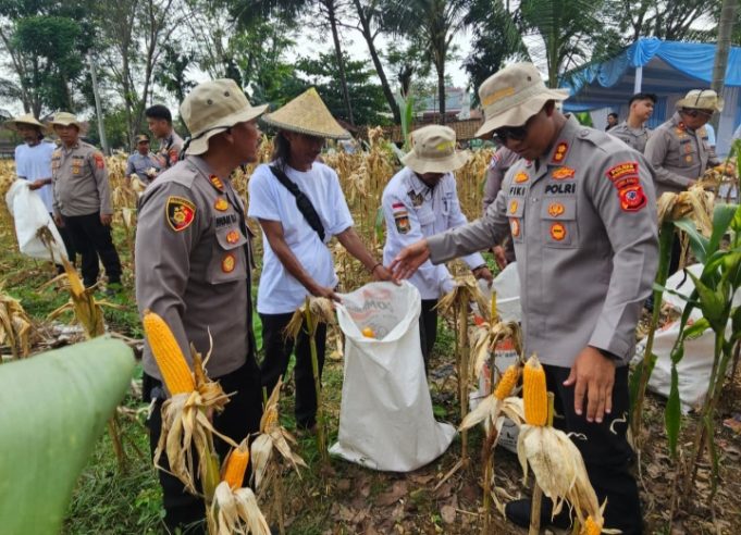 Dukung Ketahanan Pangan Nasional, Polres Karawang Panen Raya Jagung Serentak Kapolres Karawang, Panen Raya Jagung di Pangkalan. (AlexaPodcast.ID)