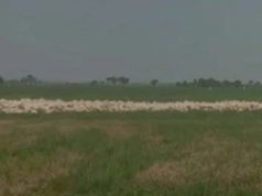Diduga Langgar Tata Ruang, Izin Pembangunan Kandang Ayam di Pedes Karawang Dipertanyakan Lokasi pembangunan kandang ayam. (AlexaPidcast.ID)