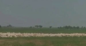 Diduga Langgar Tata Ruang, Izin Pembangunan Kandang Ayam di Pedes Karawang Dipertanyakan Lokasi pembangunan kandang ayam. (AlexaPidcast.ID)