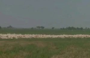 Diduga Langgar Tata Ruang, Izin Pembangunan Kandang Ayam di Pedes Karawang Dipertanyakan Lokasi pembangunan kandang ayam. (AlexaPidcast.ID)