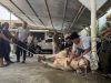 Rayakan Idul Adha 1447 H, Subdenpom Karawang Sembelih Hewan Kurban di Mako Denpom Subdenpom III/3-1 Karawang Gelar Penyembelihan Hewan Kurban. (AlexaPodcast.ID)
