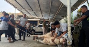 Rayakan Idul Adha 1447 H, Subdenpom Karawang Sembelih Hewan Kurban di Mako Denpom Subdenpom III/3-1 Karawang Gelar Penyembelihan Hewan Kurban. (AlexaPodcast.ID)