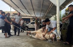 Rayakan Idul Adha 1447 H, Subdenpom Karawang Sembelih Hewan Kurban di Mako Denpom Subdenpom III/3-1 Karawang Gelar Penyembelihan Hewan Kurban. (AlexaPodcast.ID)
