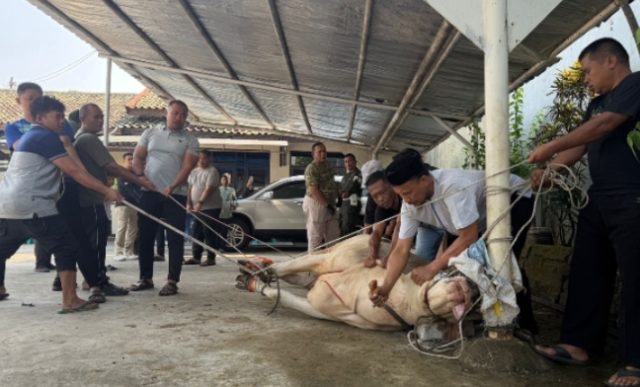 Subdenpom III/3-1 Karawang Gelar Penyembelihan Hewan Kurban. (AlexaPodcast.ID)