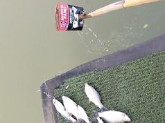 Diduga Tercemar Limbah, Ratusan Ikan di Irigasi Johar Karawang Mati Mengambang Ikan Mati Massal di Sungai Irigasi Johar. (AlexaPodcast.ID)