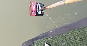 Diduga Tercemar Limbah, Ratusan Ikan di Irigasi Johar Karawang Mati Mengambang Ikan Mati Massal di Sungai Irigasi Johar. (AlexaPodcast.ID)