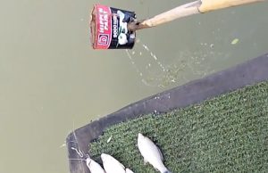 Diduga Tercemar Limbah, Ratusan Ikan di Irigasi Johar Karawang Mati Mengambang Ikan Mati Massal di Sungai Irigasi Johar. (AlexaPodcast.ID)