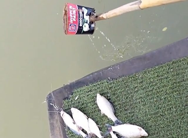 Ikan Mati Massal di Sungai Irigasi Johar. (AlexaPodcast.ID)