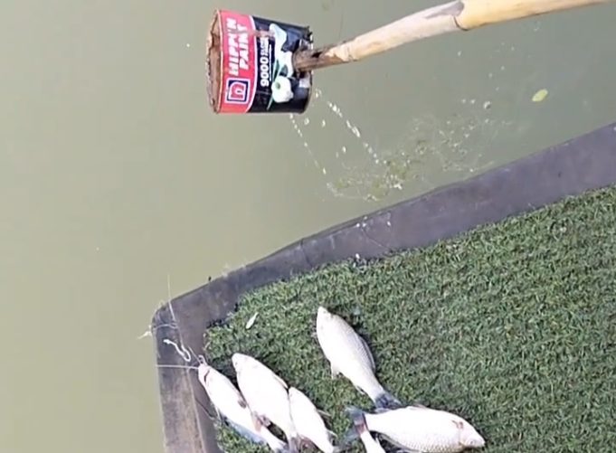 Diduga Tercemar Limbah, Ratusan Ikan di Irigasi Johar Karawang Mati Mengambang Ikan Mati Massal di Sungai Irigasi Johar. (AlexaPodcast.ID)