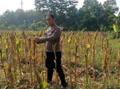 Kapolsek Karawang Kota Tinjau Lahan Jagung Hibrida 1 Hektar di Warungbambu, Siap Panen Dukung Ketahanan Pangan Sinergi Polri dan Petani, Lahan Jagung Hibrida 1 Hektar di Karawang Masuki Masa Panen. (AlexaPodcast.ID)