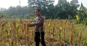 Kapolsek Karawang Kota Tinjau Lahan Jagung Hibrida 1 Hektar di Warungbambu, Siap Panen Dukung Ketahanan Pangan Sinergi Polri dan Petani, Lahan Jagung Hibrida 1 Hektar di Karawang Masuki Masa Panen. (AlexaPodcast.ID)