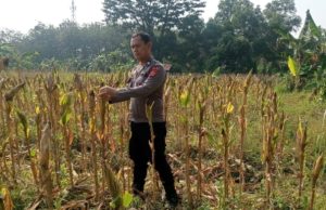 Kapolsek Karawang Kota Tinjau Lahan Jagung Hibrida 1 Hektar di Warungbambu, Siap Panen Dukung Ketahanan Pangan Sinergi Polri dan Petani, Lahan Jagung Hibrida 1 Hektar di Karawang Masuki Masa Panen. (AlexaPodcast.ID)