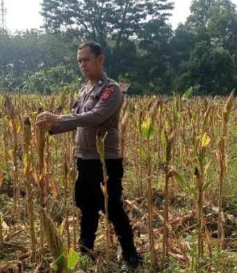 Kapolsek Karawang Kota Tinjau Lahan Jagung Hibrida 1 Hektar di Warungbambu, Siap Panen Dukung Ketahanan Pangan Sinergi Polri dan Petani, Lahan Jagung Hibrida 1 Hektar di Karawang Masuki Masa Panen. (AlexaPodcast.ID)
