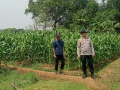 Kapolsek Karawang Cek Jagung Hibrida 1 Hektare di Warungbambu, Dukung Ketahanan Pangan Kapolsek Karawang Pantau Jagung Hibrida Jelang Panen. (AlexaPodcast.ID)