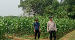Kapolsek Karawang Cek Jagung Hibrida 1 Hektare di Warungbambu, Dukung Ketahanan Pangan Kapolsek Karawang Pantau Jagung Hibrida Jelang Panen. (AlexaPodcast.ID)