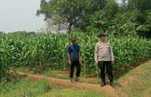 Kapolsek Karawang Cek Jagung Hibrida 1 Hektare di Warungbambu, Dukung Ketahanan Pangan Kapolsek Karawang Pantau Jagung Hibrida Jelang Panen. (AlexaPodcast.ID)