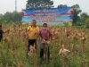 Kapolsek Karawang Tinjau Jagung Hibrida 1 Hektare di Warungbambu, Siap Masuki Masa Panen Kapolsek Karawang Bersama Petani Cek Perkembangan Jagung Hibrida. (AlexaPodcast.ID)