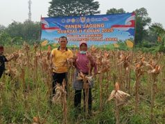 Kapolsek Karawang Tinjau Jagung Hibrida 1 Hektare di Warungbambu, Siap Masuki Masa Panen Kapolsek Karawang Bersama Petani Cek Perkembangan Jagung Hibrida. (AlexaPodcast.ID)