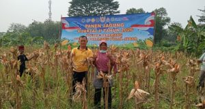 Kapolsek Karawang Tinjau Jagung Hibrida 1 Hektare di Warungbambu, Siap Masuki Masa Panen Kapolsek Karawang Bersama Petani Cek Perkembangan Jagung Hibrida. (AlexaPodcast.ID)