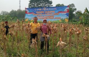 Kapolsek Karawang Tinjau Jagung Hibrida 1 Hektare di Warungbambu, Siap Masuki Masa Panen Kapolsek Karawang Bersama Petani Cek Perkembangan Jagung Hibrida. (AlexaPodcast.ID)