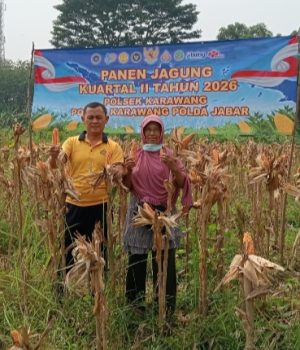 Kapolsek Karawang Tinjau Jagung Hibrida 1 Hektare di Warungbambu, Siap Masuki Masa Panen Kapolsek Karawang Bersama Petani Cek Perkembangan Jagung Hibrida. (AlexaPodcast.ID)