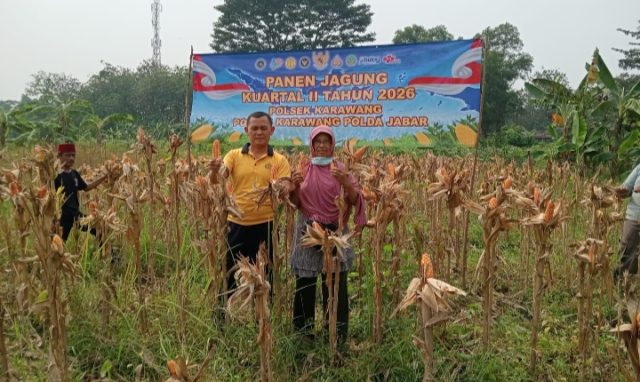 Kapolsek Karawang Bersama Petani Cek Perkembangan Jagung Hibrida. (AlexaPodcast.ID)